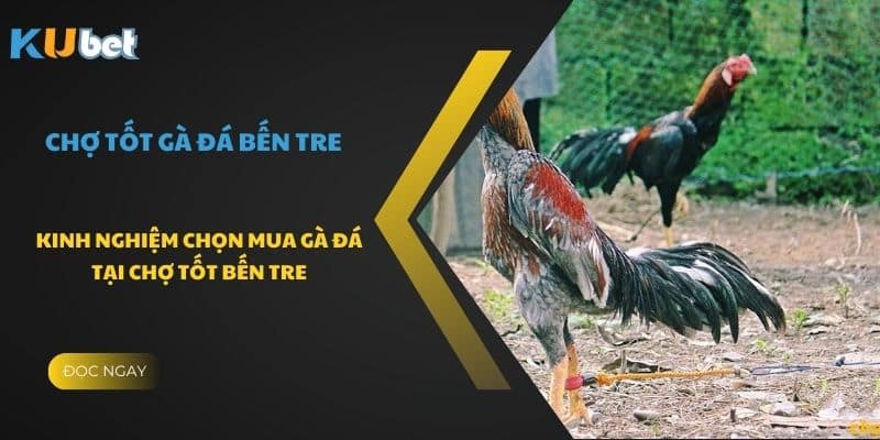 Kinh nghiệm chọn mua gà đá tại chợ tốt Bến Tre