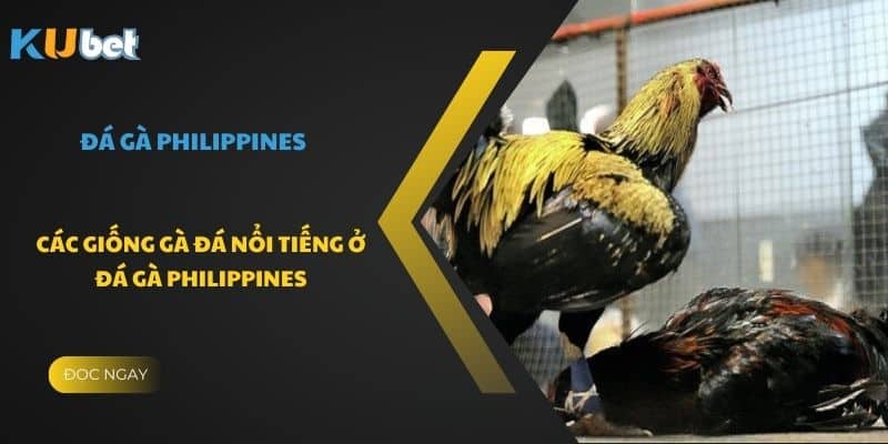 Các giống gà đá nổi tiếng ở đá gà Philippines